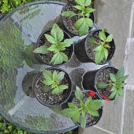 Mini Chocolope pheno hunt