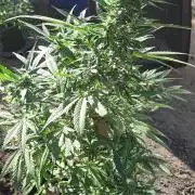 Mac n me s1 (outdoor)