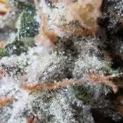 I c purple punch I pop