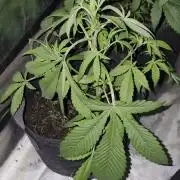 GGTM Sensible seeds freeb