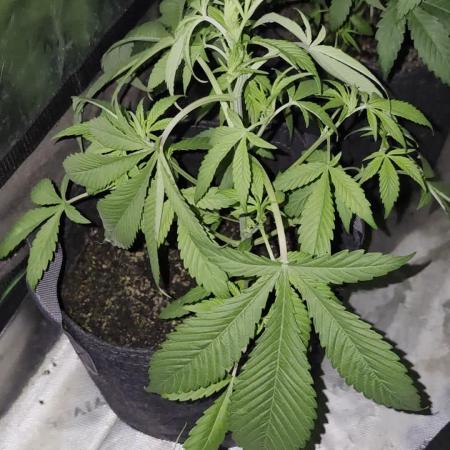 GGTM Sensible seeds freeb
