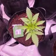 Gorilla cookies auto 42fb