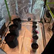 From seed 2.0