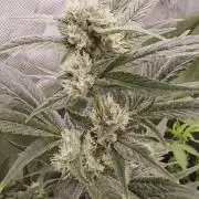 GGTM Sensible seeds freeb