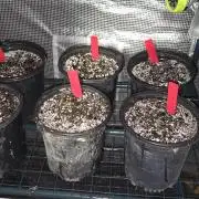 Mini Chocolope pheno hunt