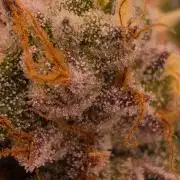 Cannapot Company's Blue Dream