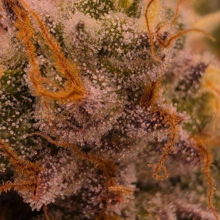 Cannapot Company's Blue Dream