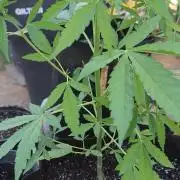 Runtz (outdoor)