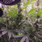 DNA chocolope x2