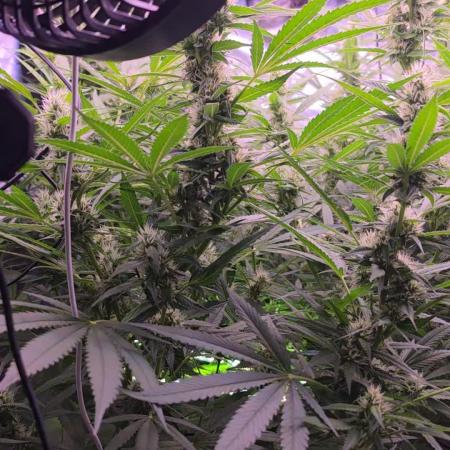 DNA chocolope x2