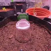Gorilla cookies auto 42fb