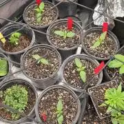 Mini Chocolope pheno hunt