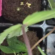 I c purple punch I pop