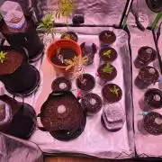 From seed 2.0