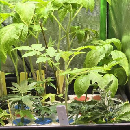 Dwc propagation and vegetation station