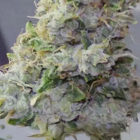 Mini Chocolope pheno hunt