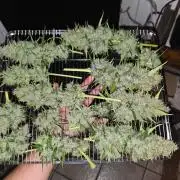 DNA chocolope x2