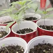 Cannapot Company's Blue Dream