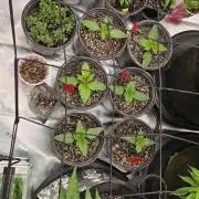 Mini Chocolope pheno hunt