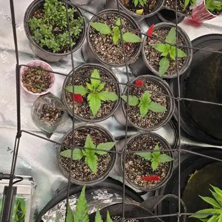 Mini Chocolope pheno hunt