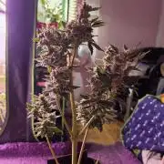 Blackberry moonrock clone