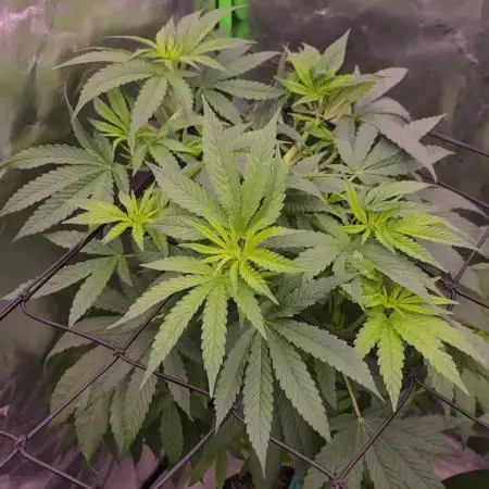 Kiyomi Seeds by Symbiotic Genetics - GrowDiaries