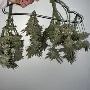 Winter Grow Barney’s Farm