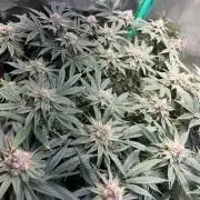 Winter Grow Barney’s Farm