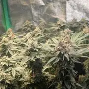 Winter Grow Barney’s Farm