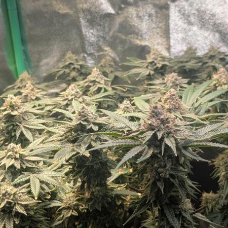 Winter Grow Barney’s Farm