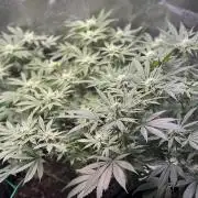 Winter Grow Barney’s Farm