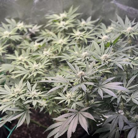 Winter Grow Barney’s Farm