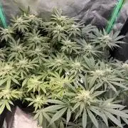 Winter Grow Barney’s Farm