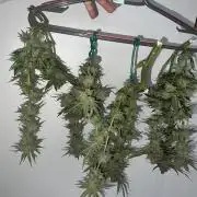 Winter Grow Barney’s Farm