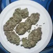 Winter Grow Barney’s Farm