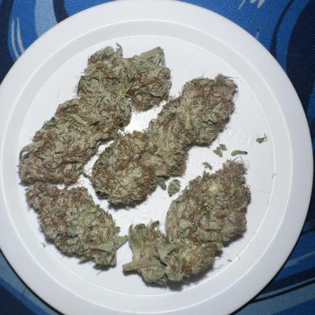 Winter Grow Barney’s Farm