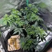 Winter Grow Barney’s Farm