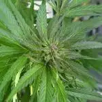 Outdoor Session 25'