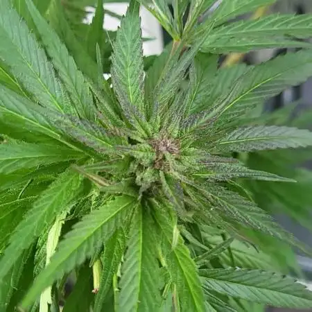Outdoor Session 25'