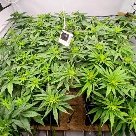 Critical RQS First Scrog