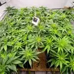 Critical RQS First Scrog