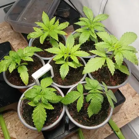 Critical RQS First Scrog