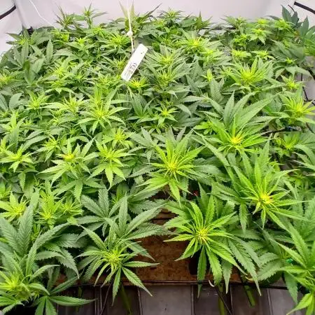 Critical RQS First Scrog