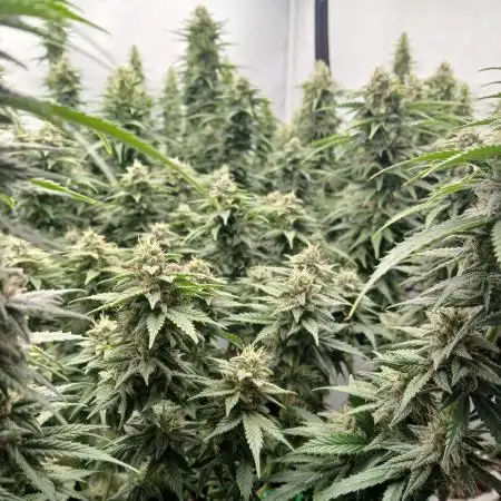 Critical RQS First Scrog