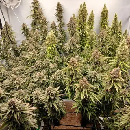 Critical RQS First Scrog