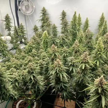 Critical RQS First Scrog
