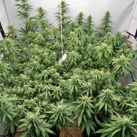 Critical RQS First Scrog