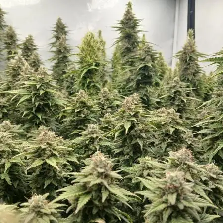 Critical RQS First Scrog