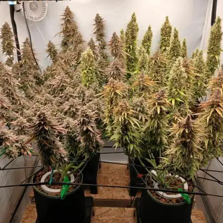 Critical RQS First Scrog