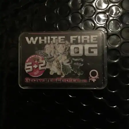 White fier og